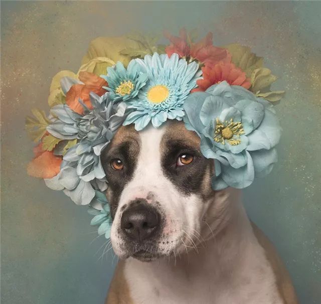 狗狗头戴花环,说它比天仙还美都不过分