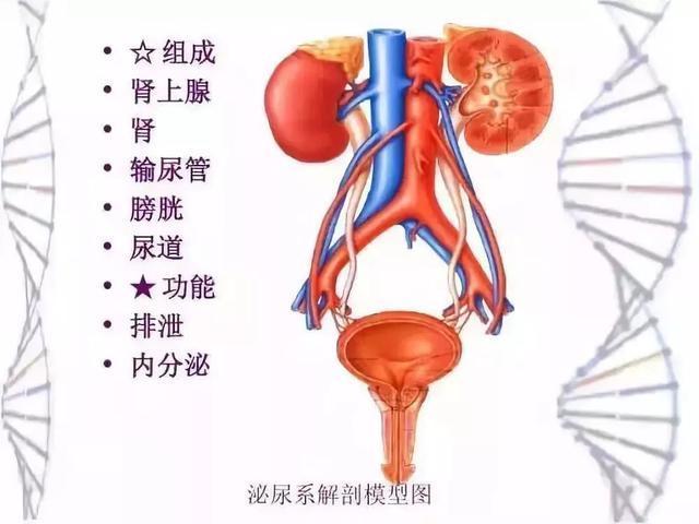 【西宁仁爱】女生小便后,为什么要用纸擦?_尿道