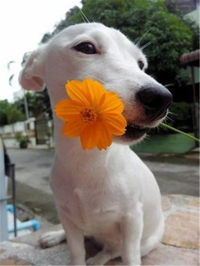 狗狗头戴花环,说它比天仙还美都不过分