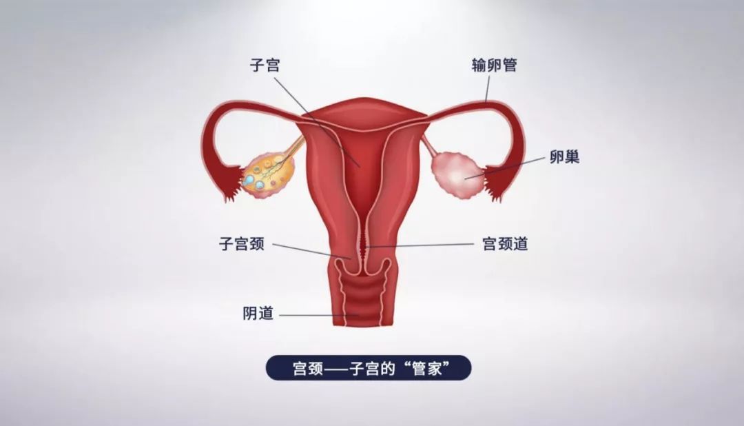 宫颈构造医学图图片