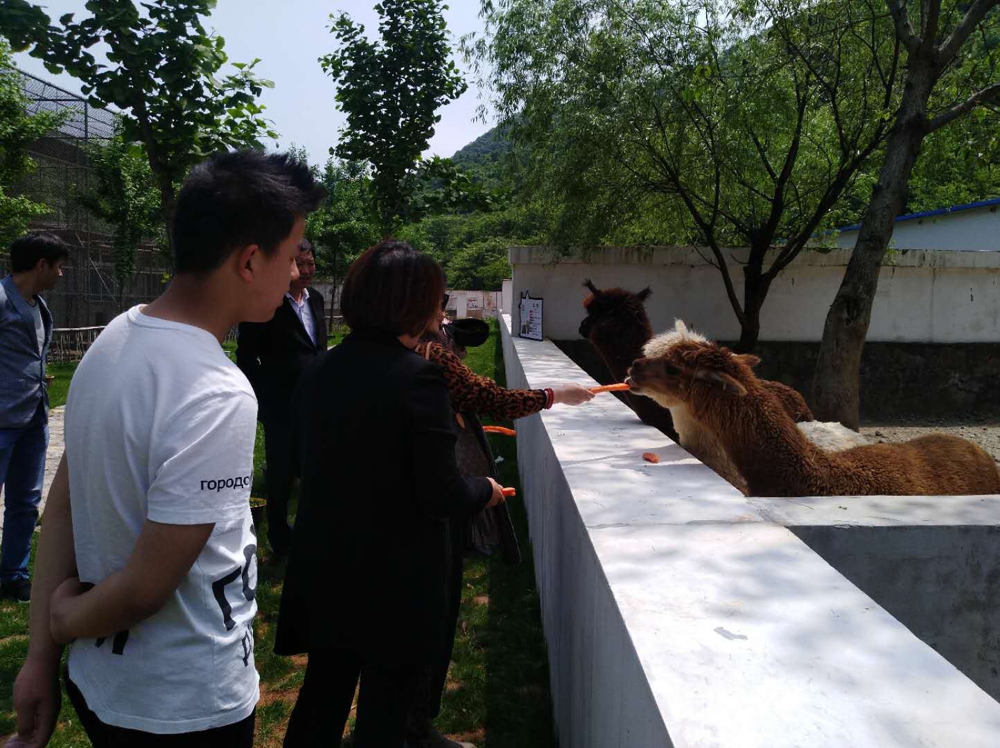 "五一"到铜陵市动物园赏雄狮