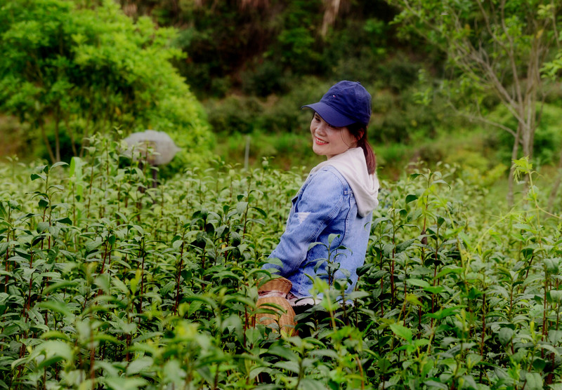 西黄山茶博园 当一回"采茶姑娘"_茶叶