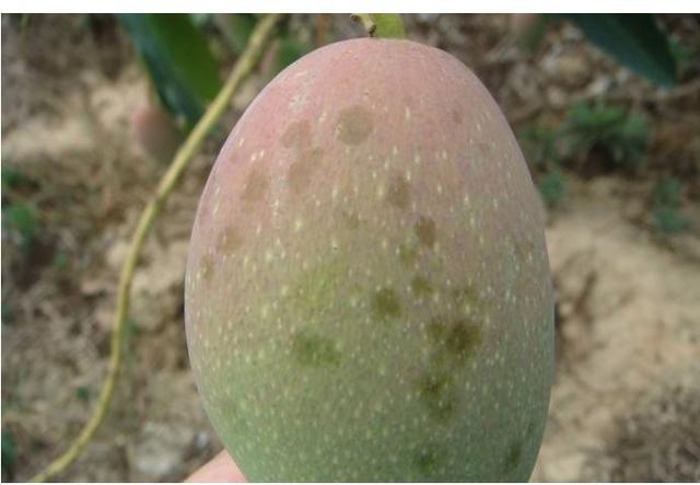 用什么农药防治芒果露水斑效果好呢