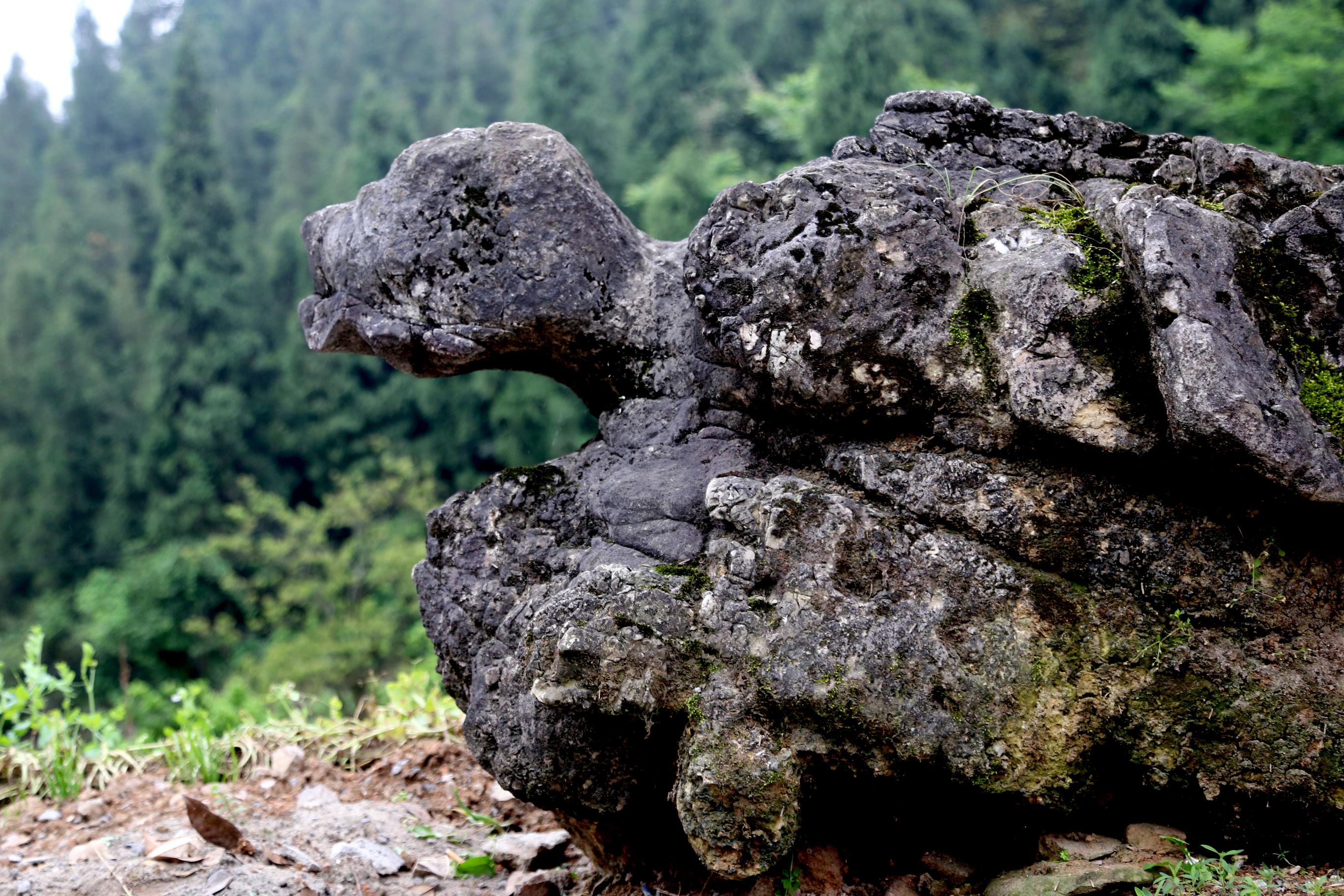 黄山奇石乌龟爬山图片