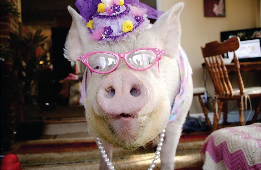 养不大的"迷你猪"却长成600斤大肥猪,主人为了它而搬家!