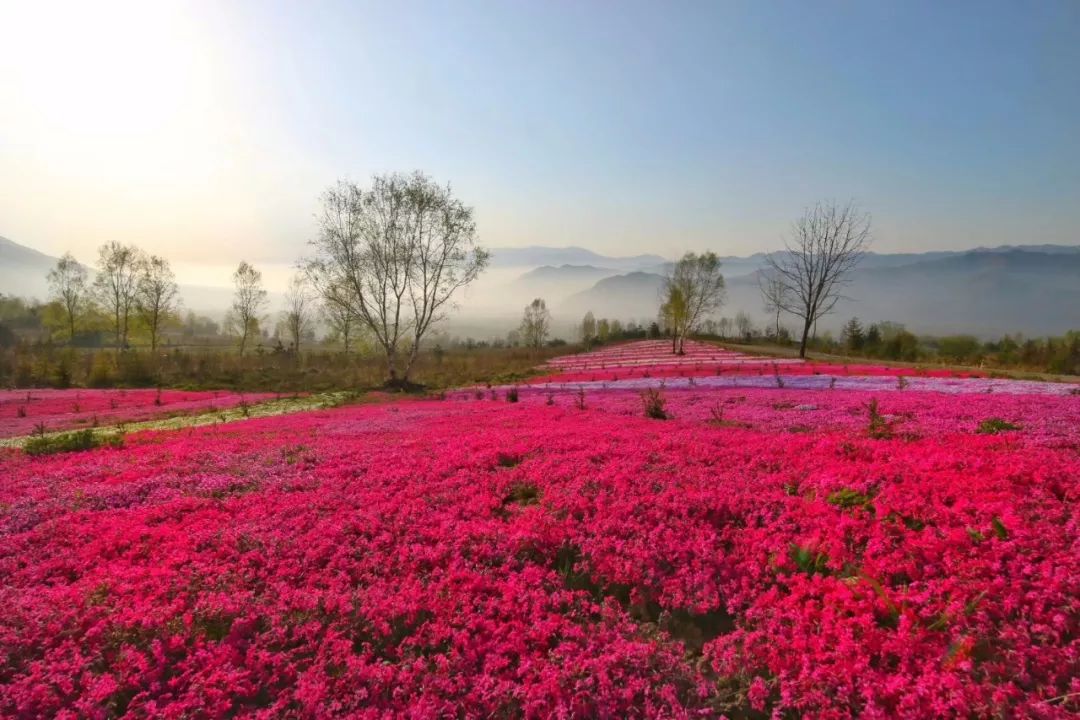 走在其中仿佛置身在厚厚的花海里还有一些小花与芝樱一起组成美妙图案