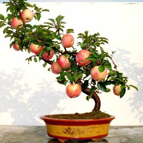 原创家庭盆栽果树越来越受喜爱盆栽苹果结果多这些措施不能少