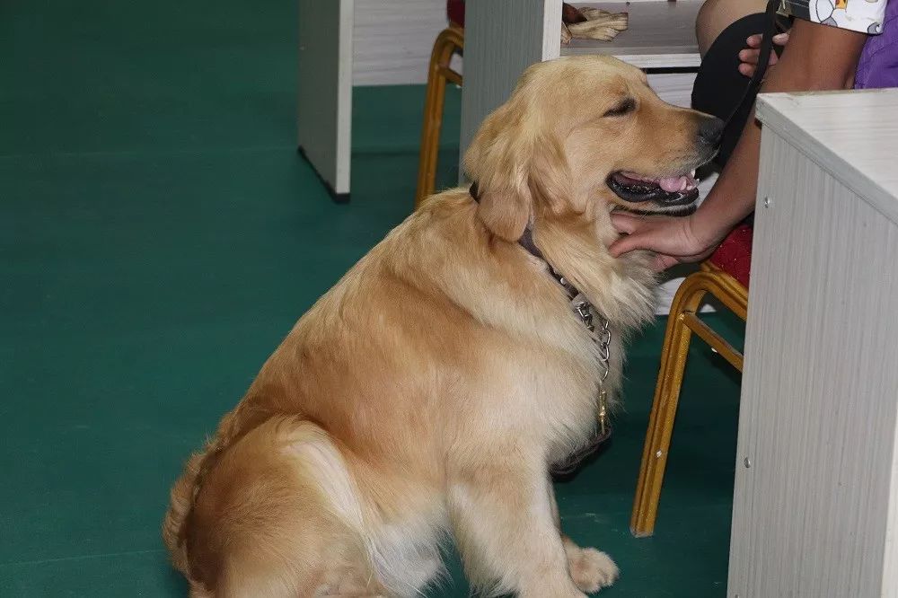 派多格毕业日记暨北京校第50期c级训犬班