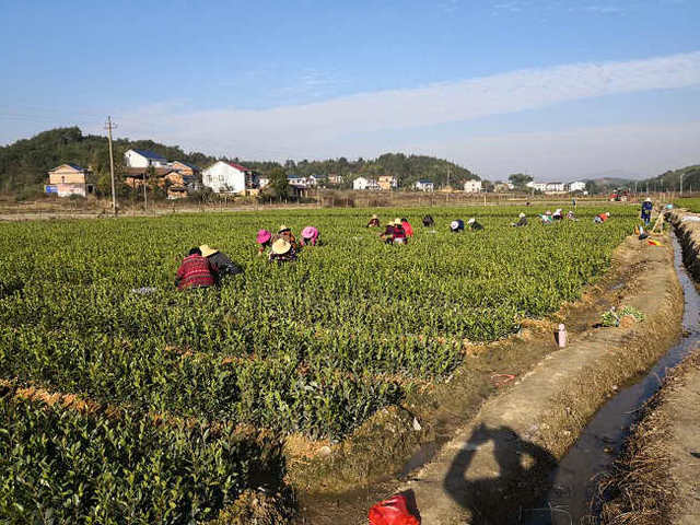 中国油茶之乡(湖南攸县)新兰苗木杨新军与当地百姓的油茶致富经