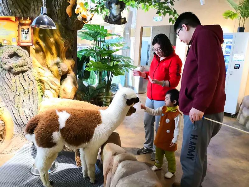 你来喂食,抚摸软萌的兔兔围在身边喂它们吃草也是一大享受园内不仅在