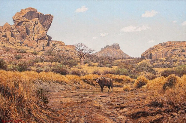 壮丽的非洲荒野风景画:2011年海角画廊的年度野生动物展览2012年"我们