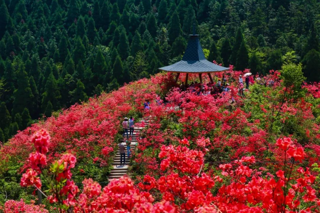 磐安太姥山杜鹃花图片图片