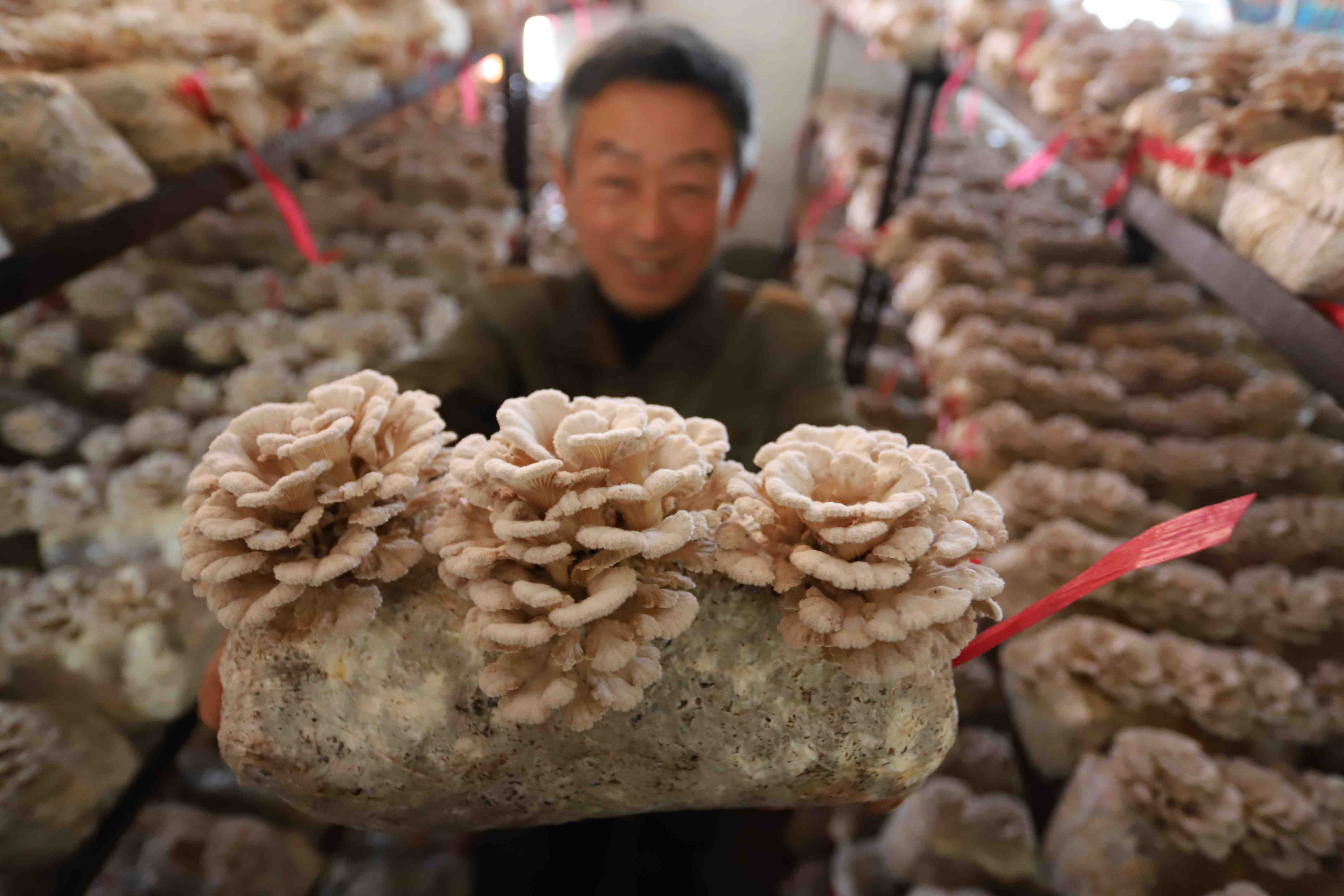 河北临西:特色菌菇富农家