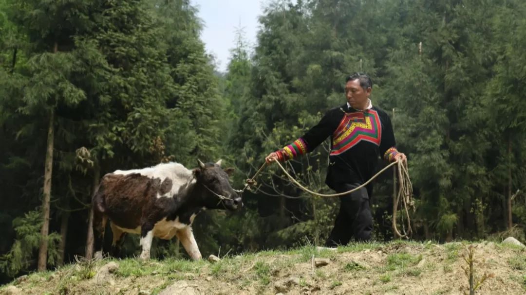 感动峨边第二季一彝族汉子冉拉铁尔的创业之路