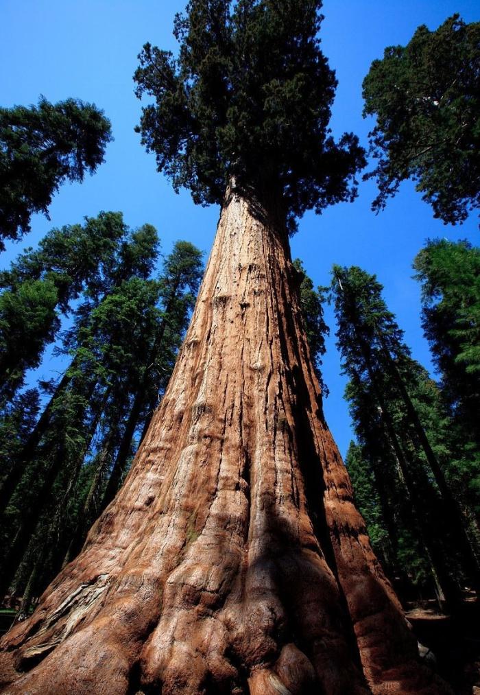 真正的参天古树被估计重6000多吨中国在商朝的时候它就存在了