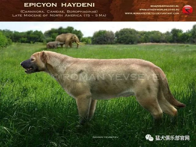 上犬犬科大型化的巅峰犬中之王