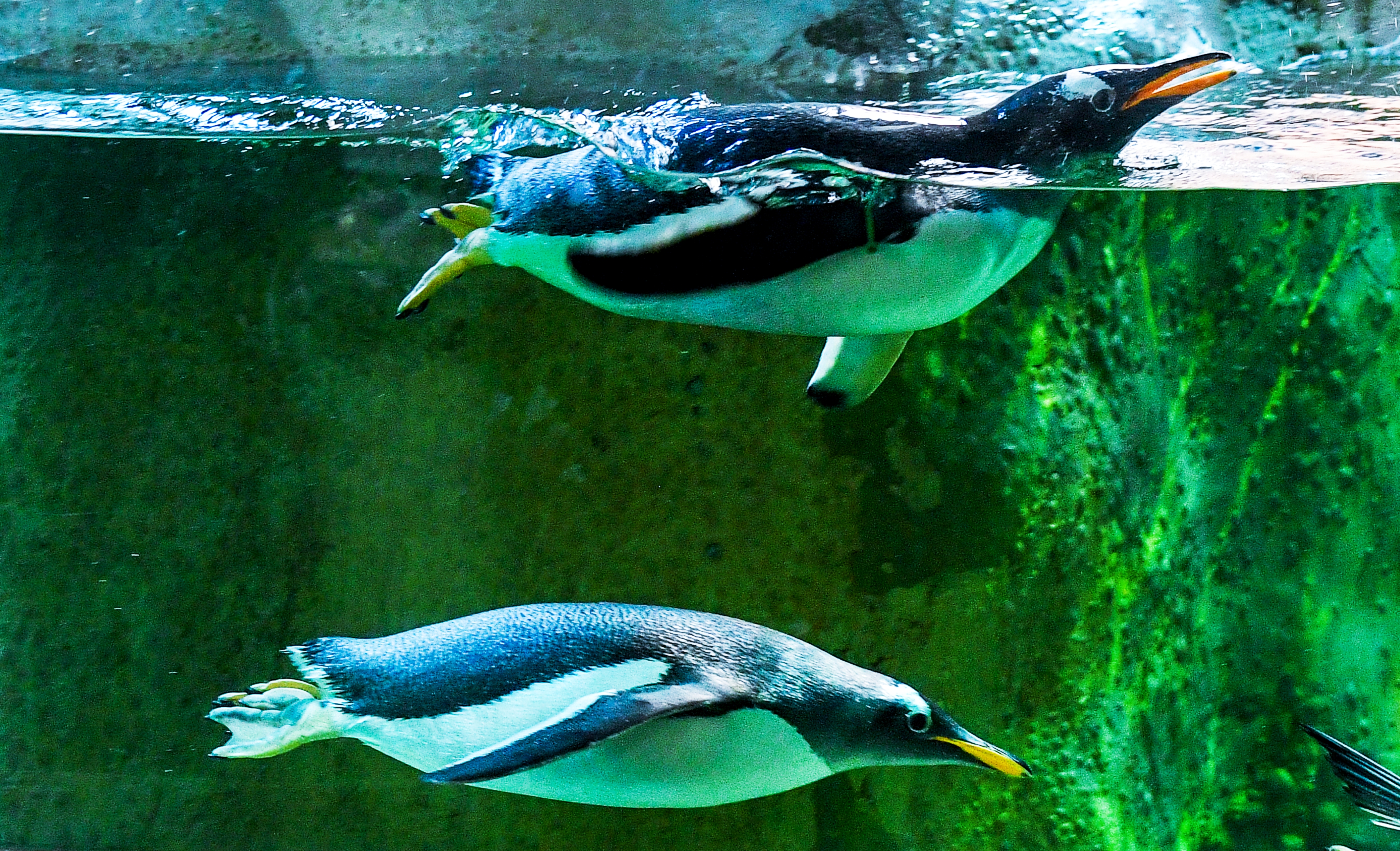 莫斯科动物园里的企鹅