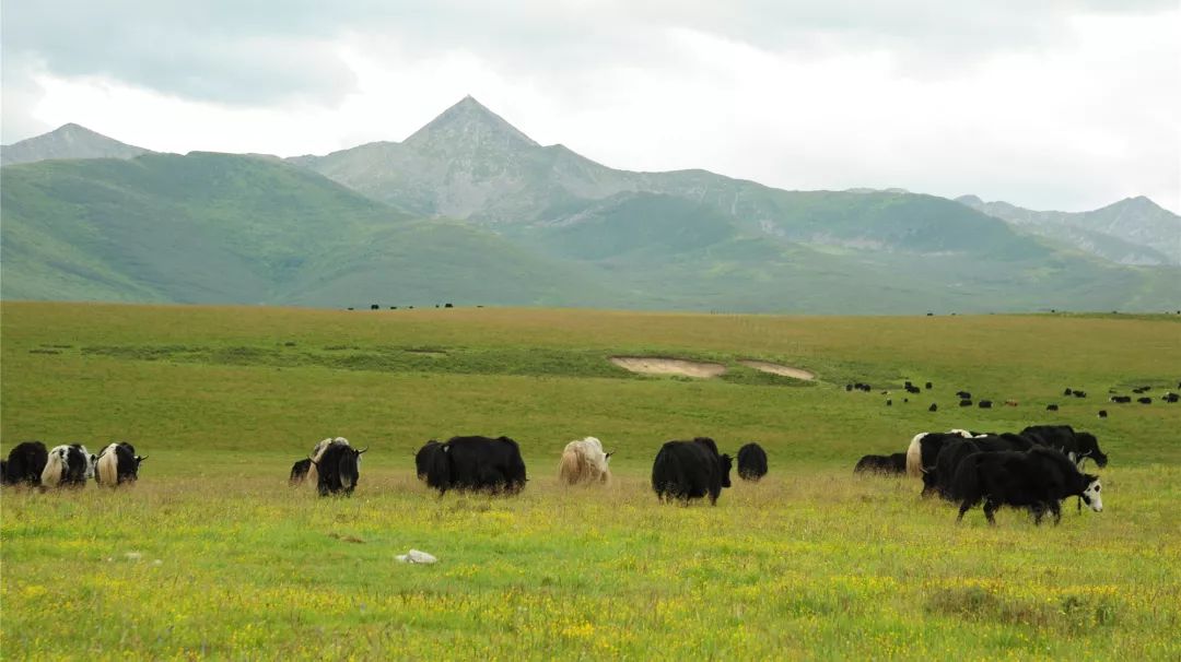 领跑青藏高原现代草原畜牧业红原这么干