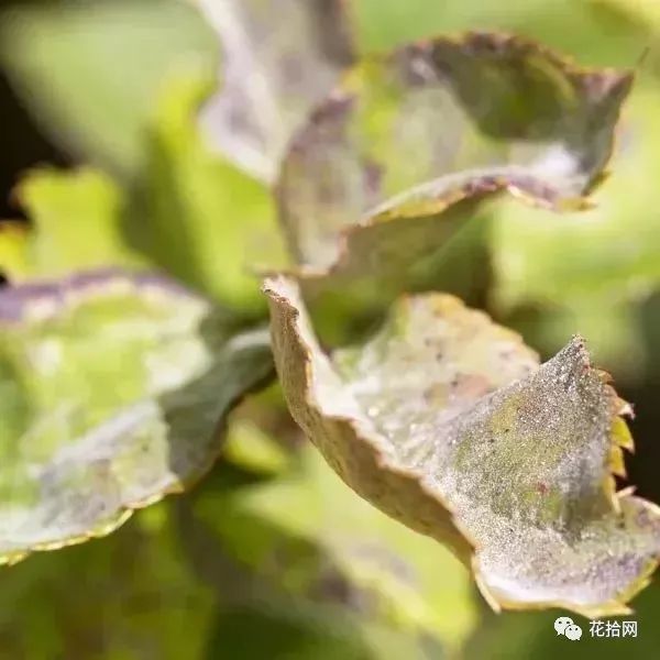 過期牛奶用來養花害蟲死光光安全又環保花兒瘋長不停歇