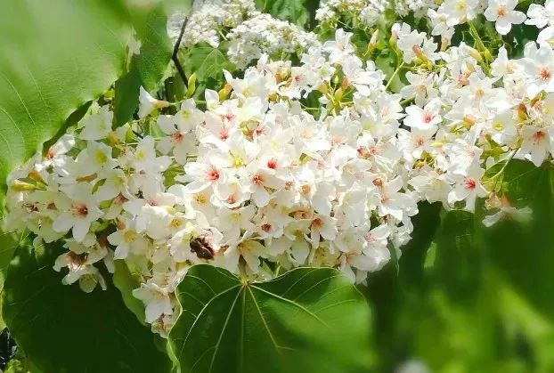 隱世原鄉,又見桐花開._桐子