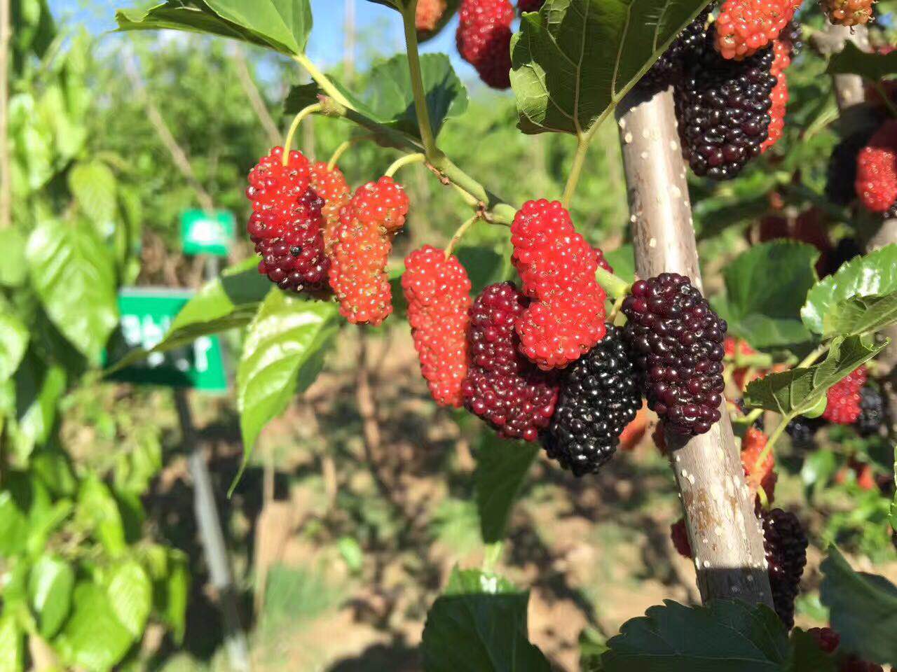 桑葚品种多样,个头有大有小,有长有短,虽然也有白色的桑葚存在,不过