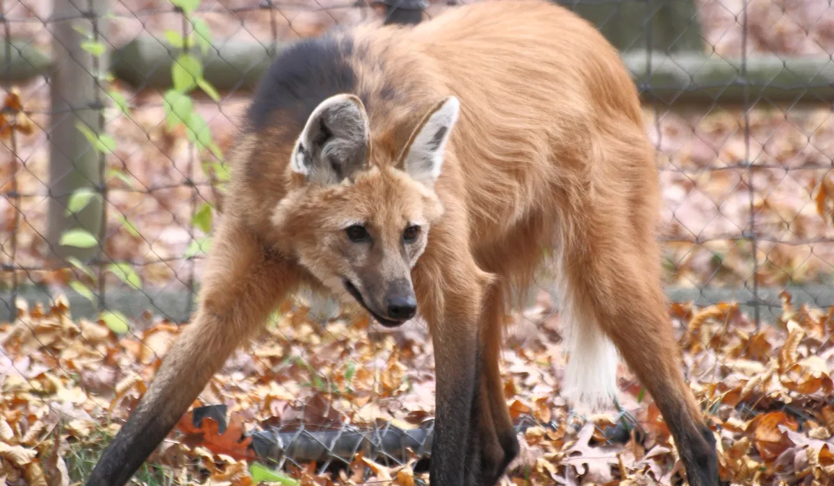 犬科动物里的另类这种狼酷爱吃素被吓到时会炸毛