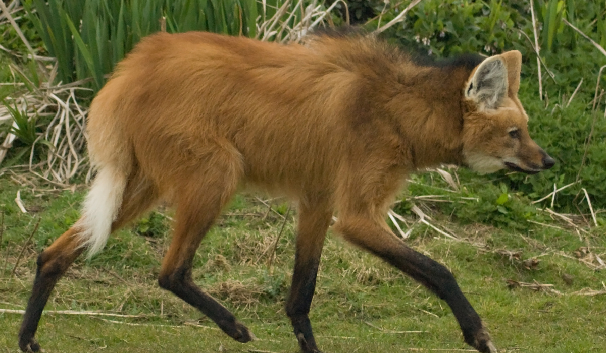 犬科动物里的另类,这种狼酷爱吃素,被吓到时会"炸毛"_体型