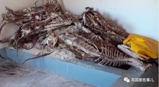 而这一切,仅仅是因为亚洲药材市场和黑市对狮骨的需求.