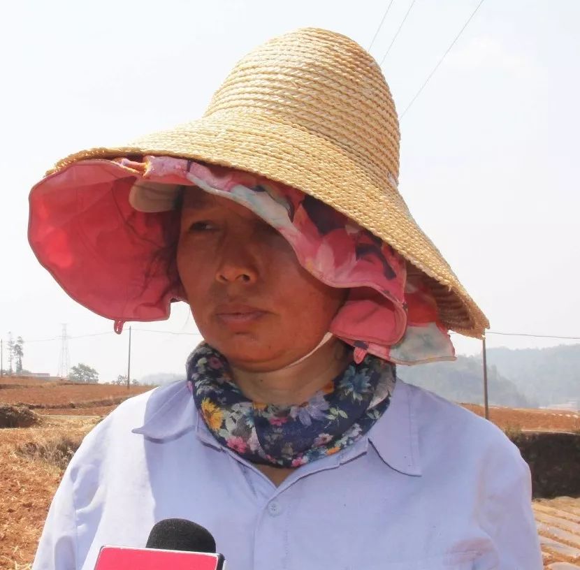 峨山县全面掀起烤烟移栽热潮