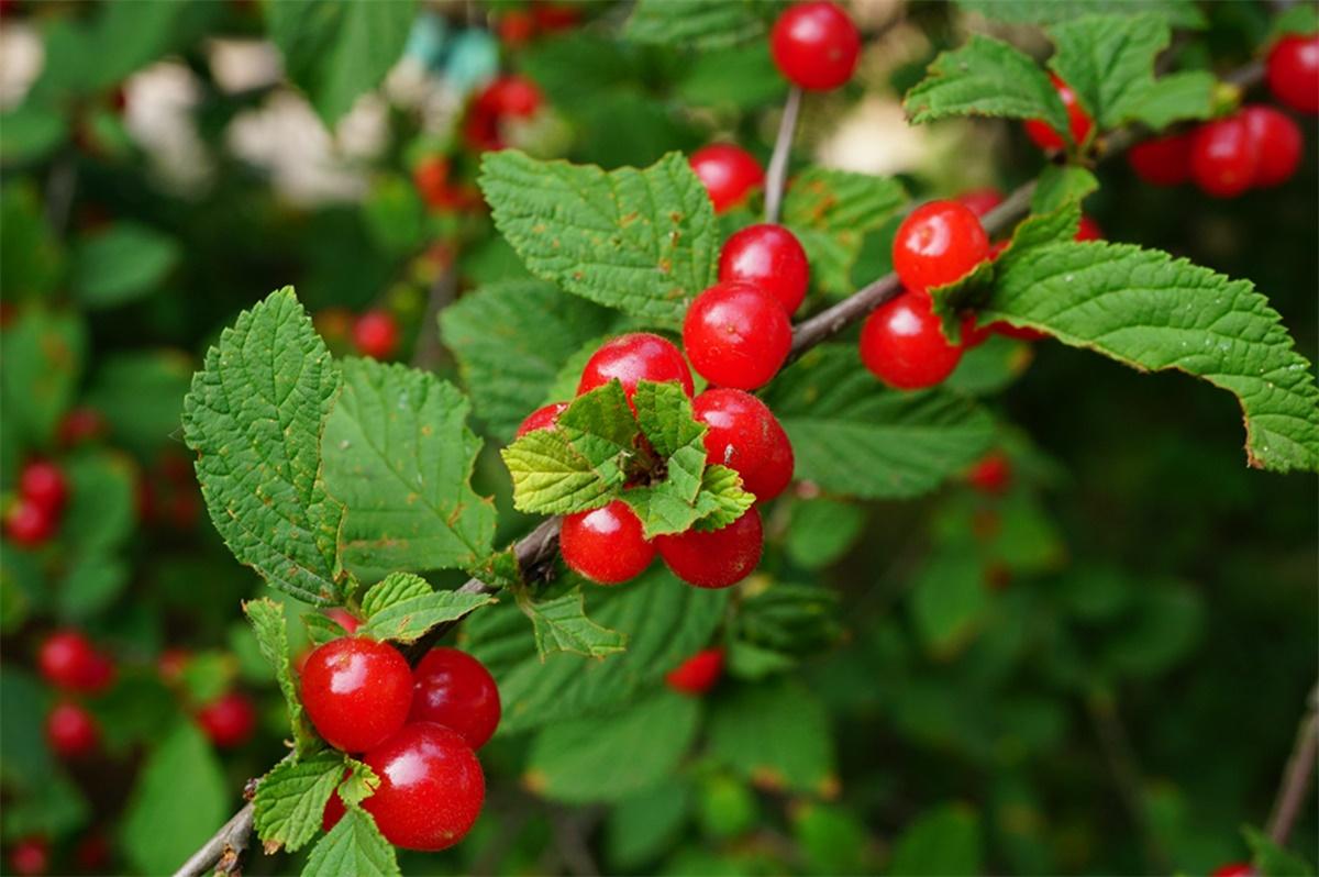 农村山里一种"樱桃",过去地上捡了随便吃,如今20元一斤吃不起_野果
