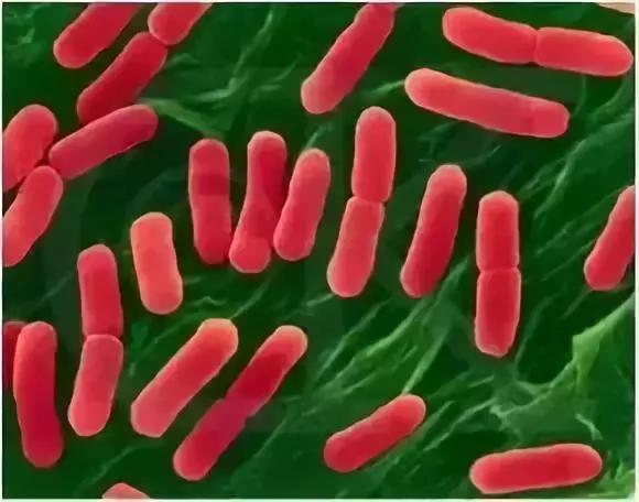 养鸡最容易遇到的大肠杆菌病为什么发病,如何有效预防和治疗?_卵黄