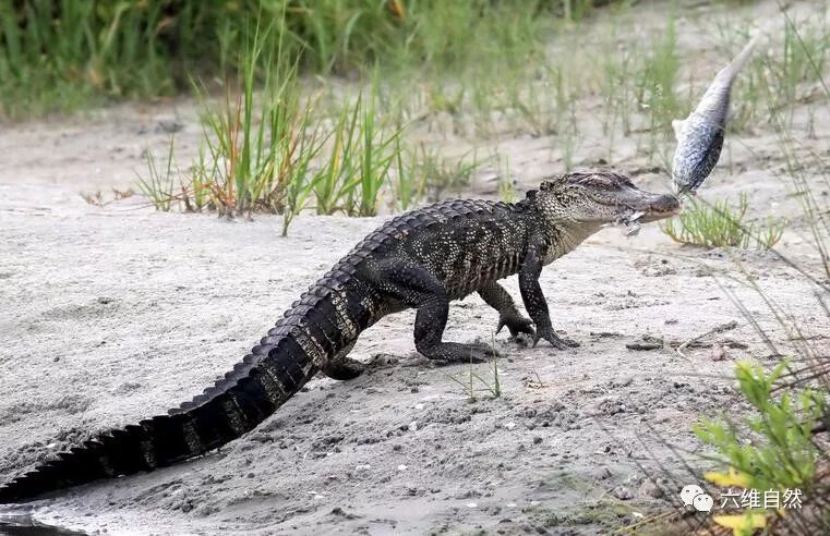 小鳄鱼吃大鱼,一副好难吃的样子!