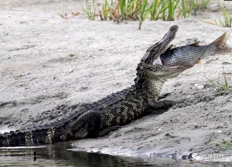 小鳄鱼吃大鱼,一副好难吃的样子!