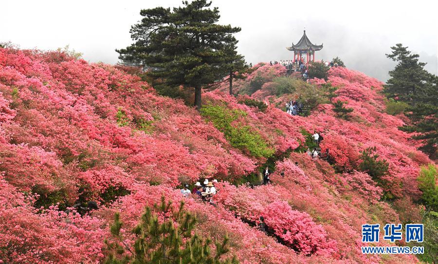 图为游客在龟峰山赏杜鹃花.新华社记者 程敏 摄
