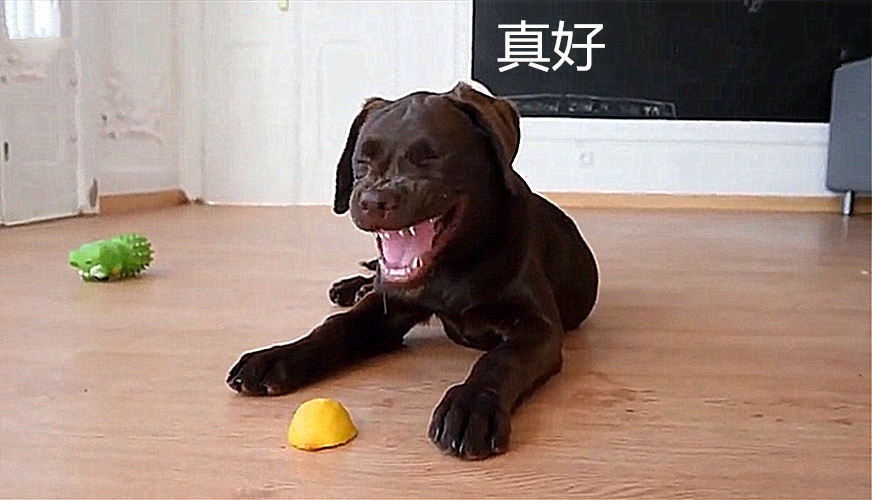狗狗被主人套路吃了口柠檬,随后的表情亮了,酸到怀疑"狗生"