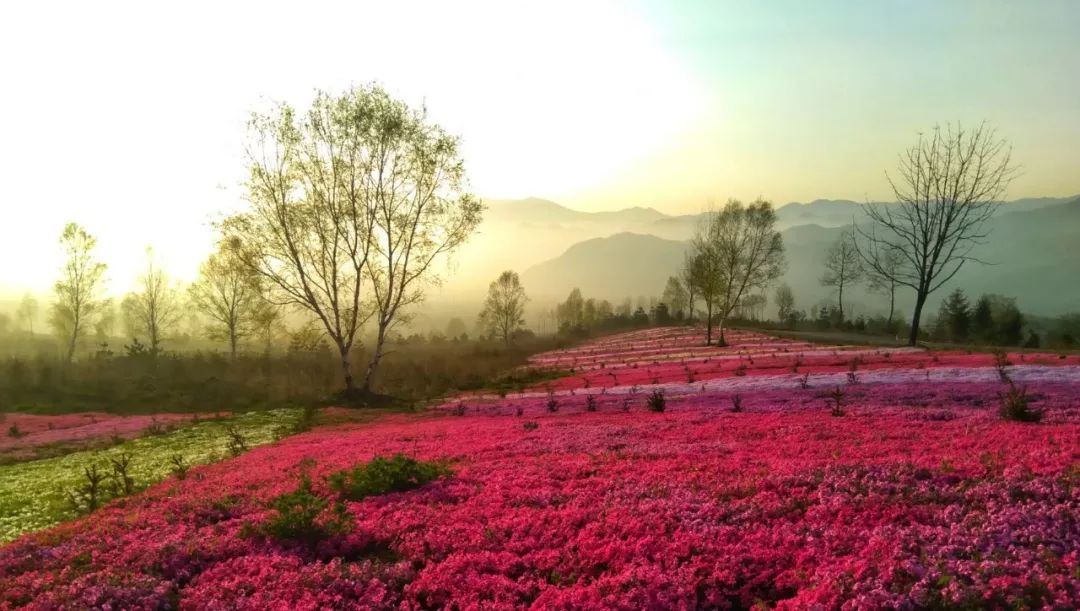 宝鸡唯一的芝樱花海已惊艳绽放90的人还不知道市区出发一个半小时走起