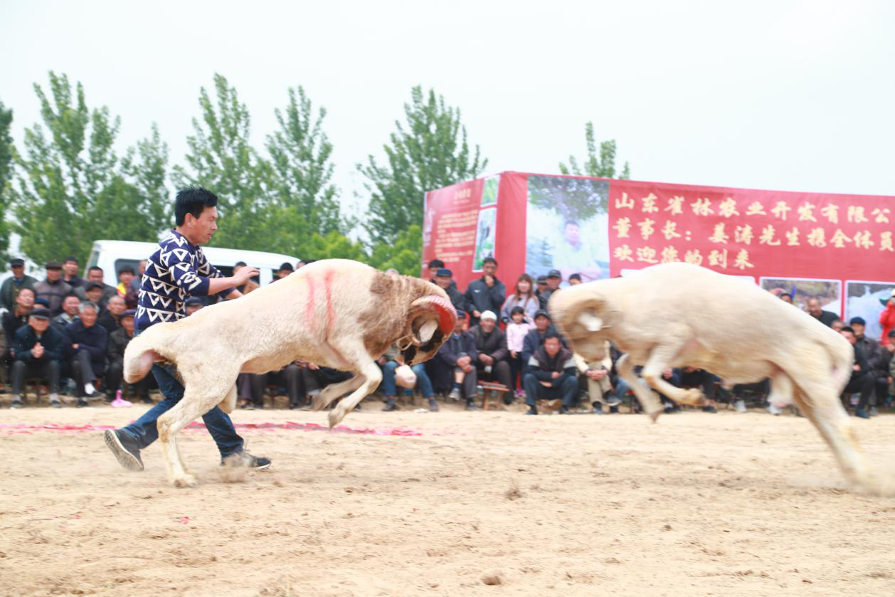 山东郓城举行斗羊比赛,精彩场面震撼数千观众