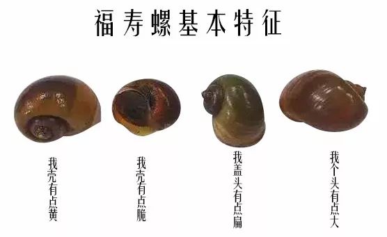 网传福寿螺有3000-6000条寄生虫,食用后就会感染!