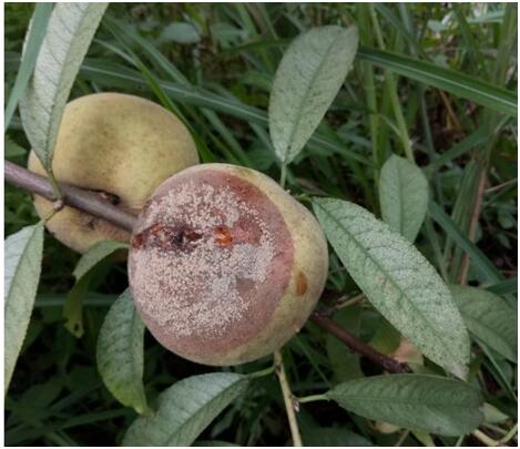 桃树褐腐病在桃树从开花到结果整个生育期均可侵染危害,可侵染花,叶及