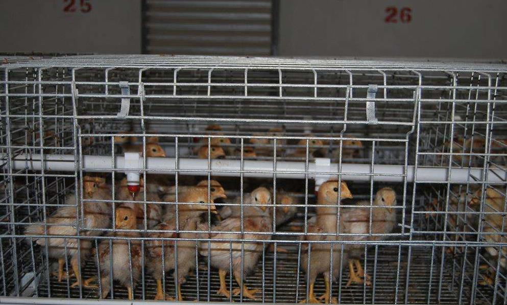 育雏鸡笼养鸡的环境管理要点