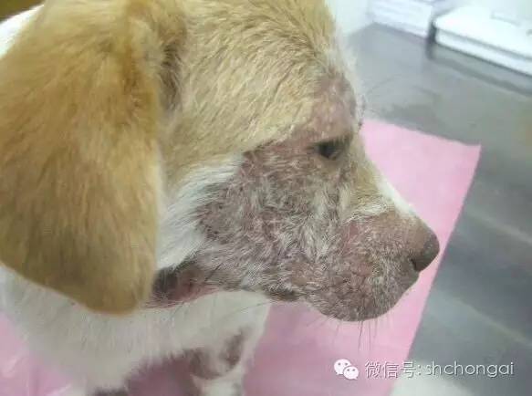 狗狗患螨虫病是怎样的?