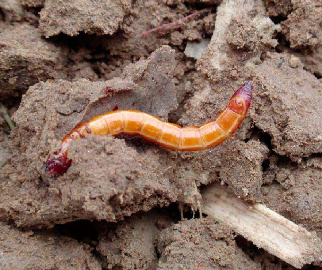 除了蚜虫和红蜘蛛,小麦地里常见的8种害虫,您认识吗?