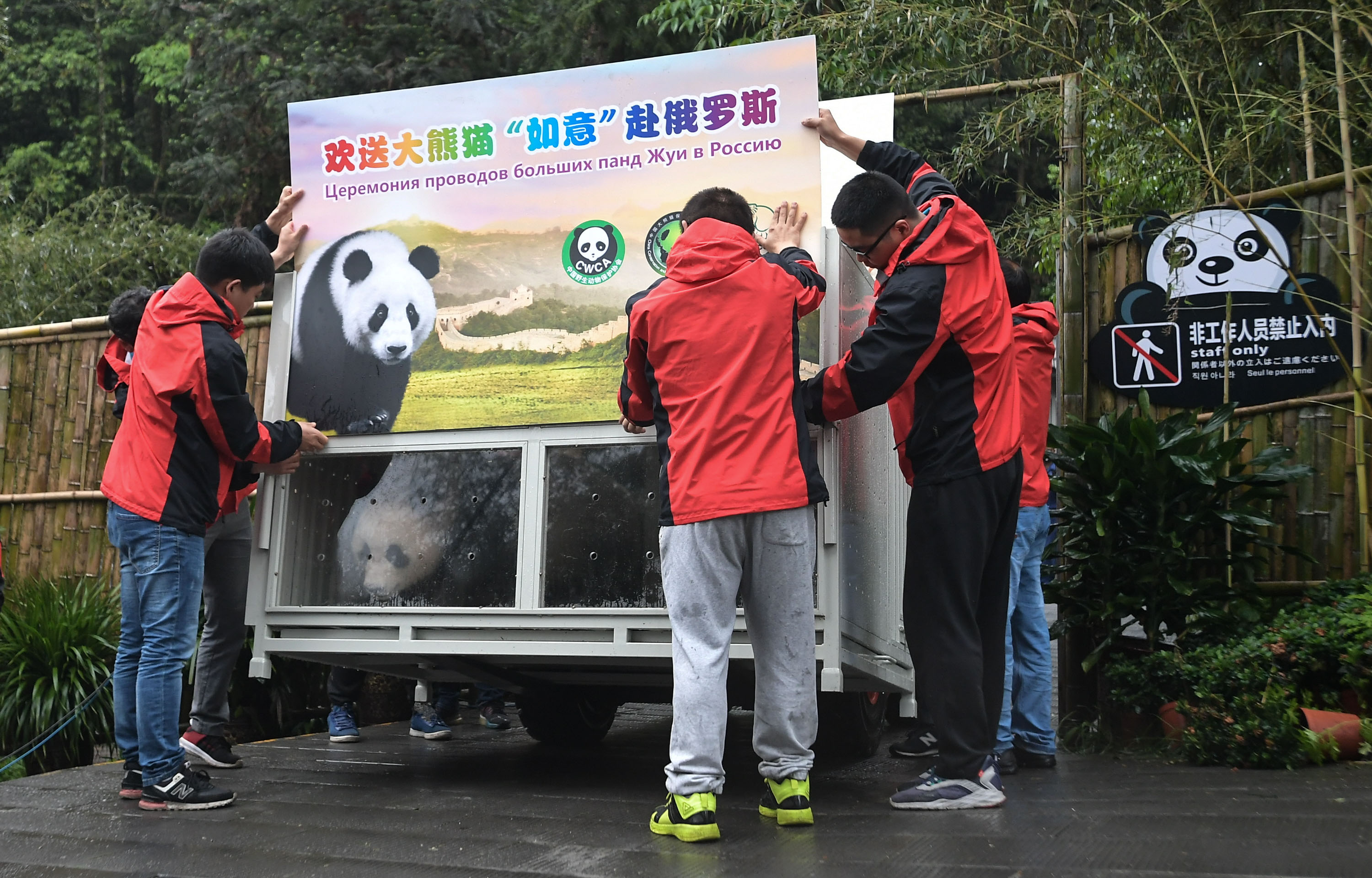 大熊猫抵达俄罗斯图片