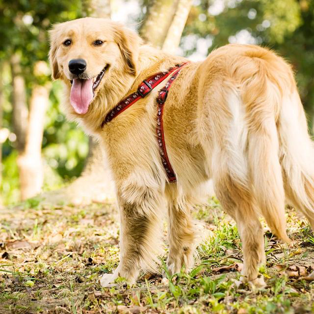 适合家养的6种大型犬暖萌可爱惹人爱