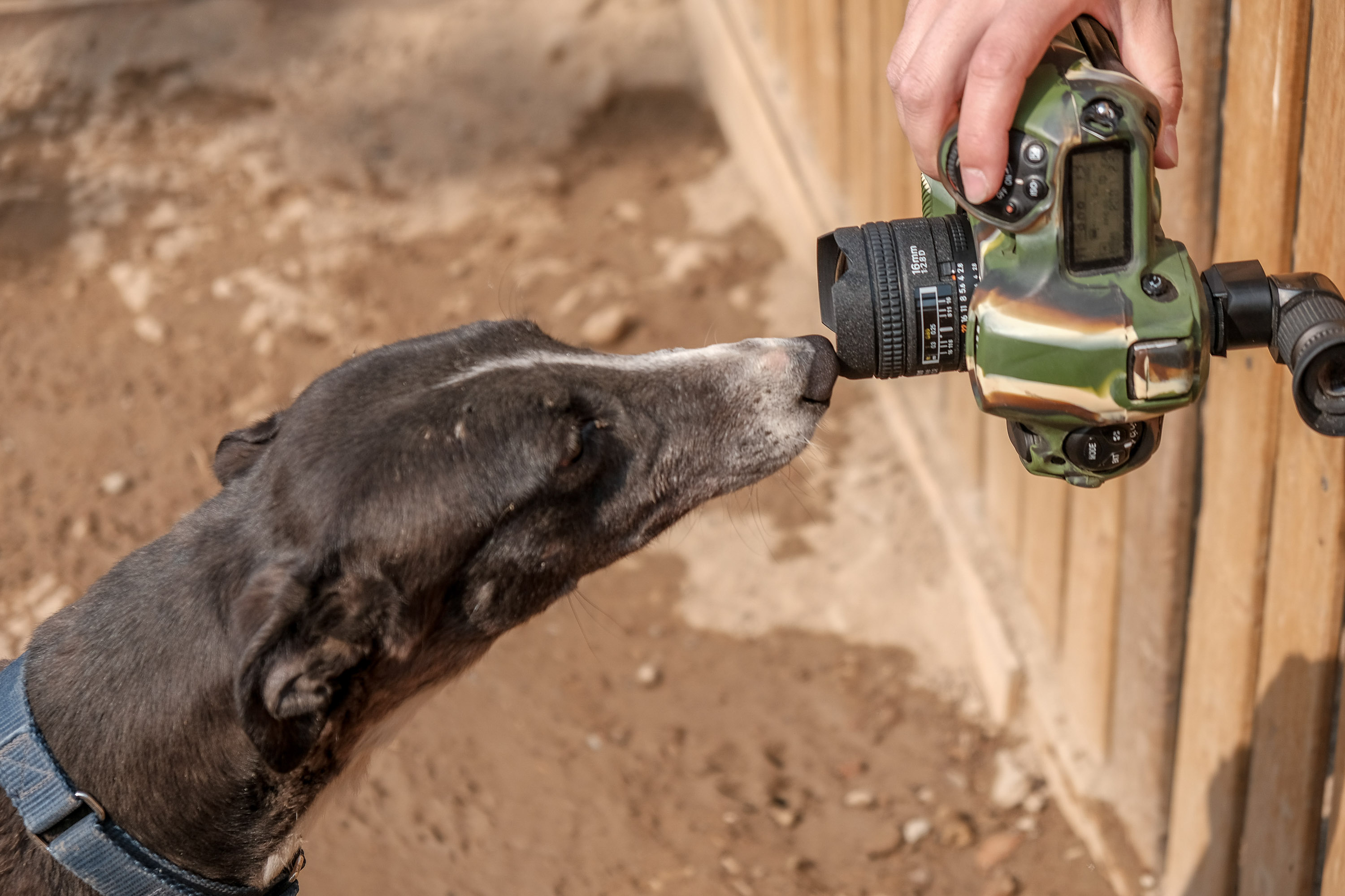 宠物摄影师为流浪狗拍写真