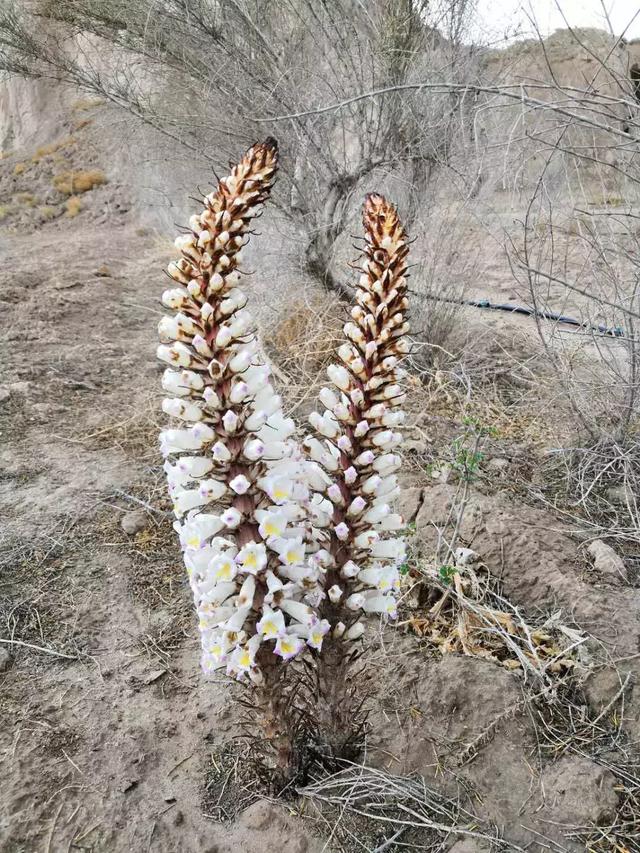 肉苁蓉花开正盛