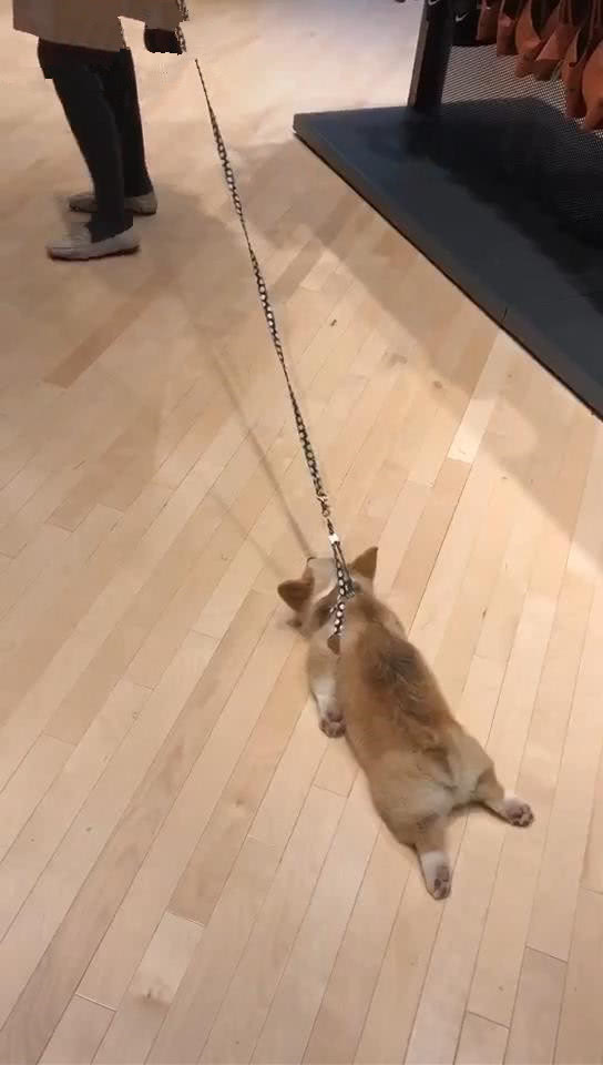 柯基跟着女主人出门逛街,三小时过后趴在地上不愿动,柯基:好累