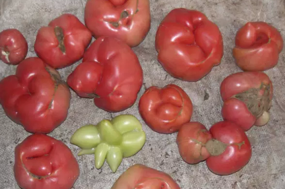 原创西红柿有无打激素?30年菜农:看5个地方便知,一挑一个准