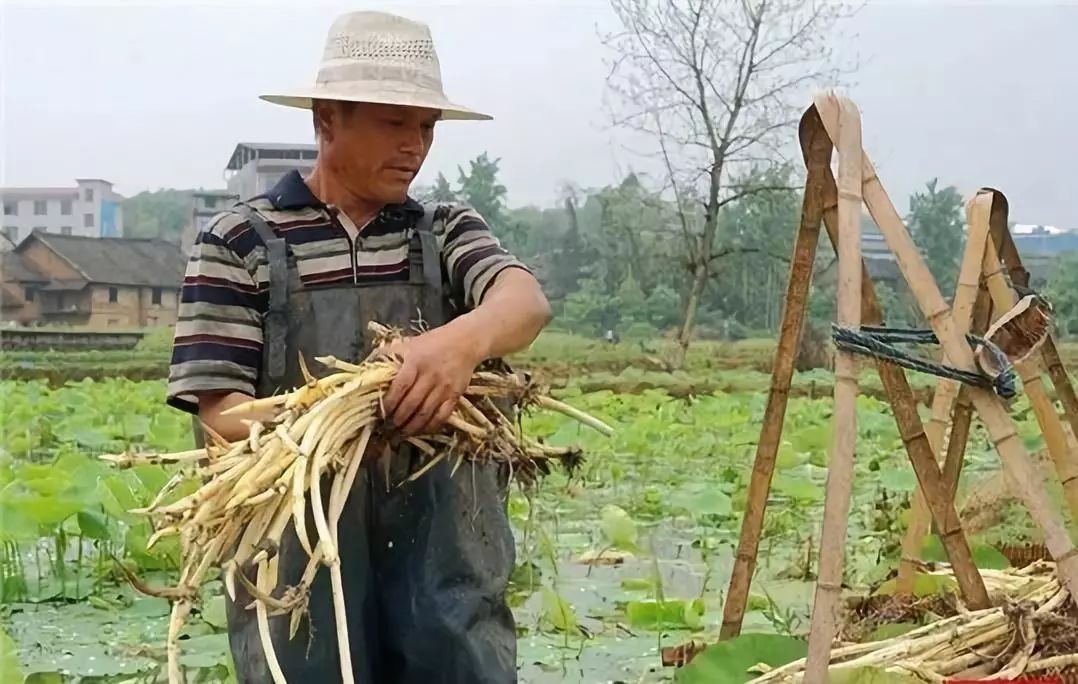 想要品尝藕尖吗?来苏仙区栖凤渡镇吧