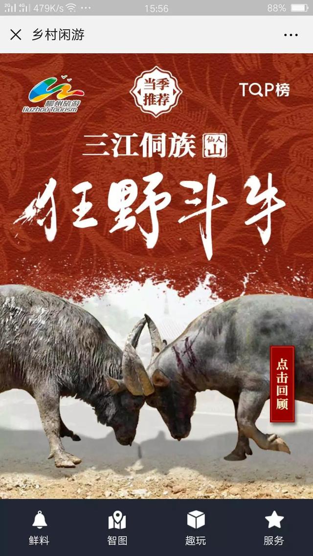 三江侗族狂野斗牛赛,没看过的,赶紧点进来回顾一下吧